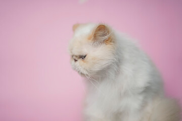 Fototapeta premium Himalayan Cat Cream Point on pink background
