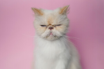 Fototapeta premium Himalayan Cat Cream Point on pink background