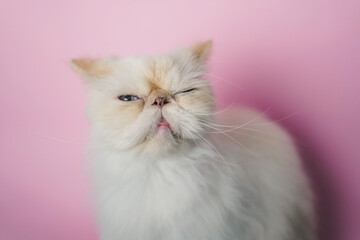 Himalayan Cat Cream Point on pink background
