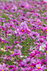 Fototapeta na wymiar This is the Cosmos Garden.Cosmos flowers are in full bloom.