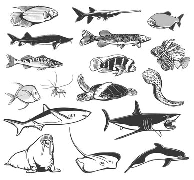 Fish and animals of sea and ocean vector icons with isolated shark, dolphin and sea turtle, stingray, pike, shrimp or prawn objects. Moray eel, walrus, sterlet, lionfish, clown, lookdown and gar fish