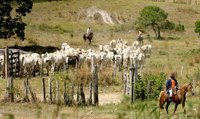 pau brasil, bahia / brazil - april 17, 2012: cowboy leads the cattle on a farm in the rural area of...