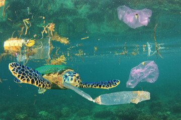 Plastic pollution in ocean environmental problem. Turtles can eat plastic bags mistaking them for...