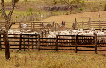 pau brasil, bahia / brazil - april 17, 2012: cattle corral is seen on a farm in the rural area of...