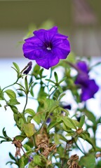 violet flowers in the garden