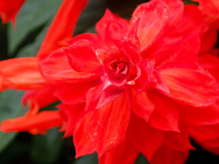 Red flower background