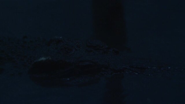 american gator swimming at night close up head.