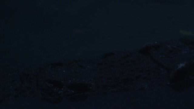 alligator swims by at night time revealing armour and scales on back.