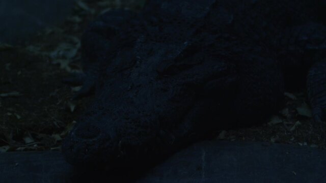 american alligator night time resting on river bank.