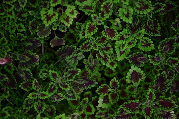 Green leaves background texture. Pattern.