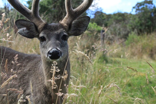 Venado 