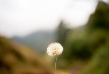 An isolated dandelion with extremely blurred background.
