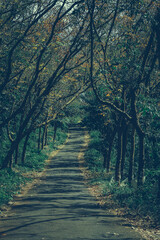 long road in the forest nature travel