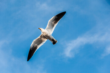 seagull in flight