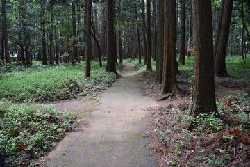 森林公園内の遊歩道