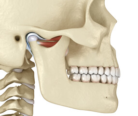 TMJ: The temporomandibular joints. Healthy occlusion anatomy. Medically accurate 3D illustration of human teeth and dentures concept
