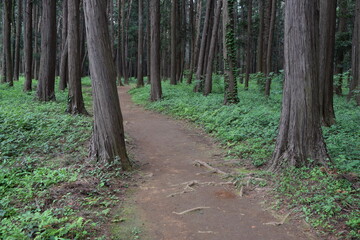 Fototapeta premium 森林公園内の遊歩道