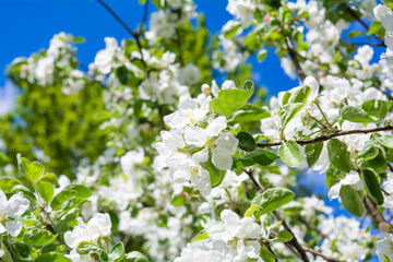White flowers of apple tree against blue sky. Blossoming apple tree branch