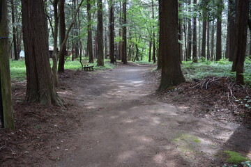 森林公園内の遊歩道