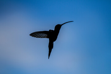 hummingbird in flight