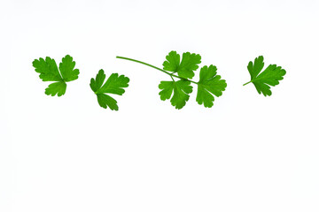 freshly picked Italian parsley leaves isolated on white background with copy space below