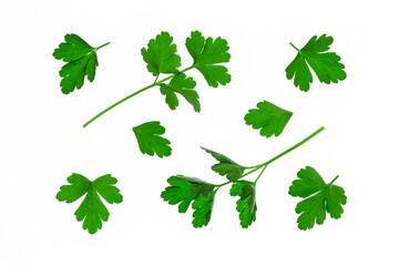 flat-leaved parsley leaves isolated on white background