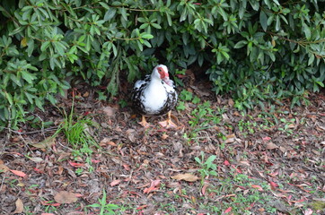 A duck resting beneath a plant