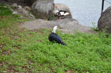 Two ducks facing each other with social distance
