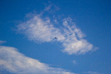 birds in the sky