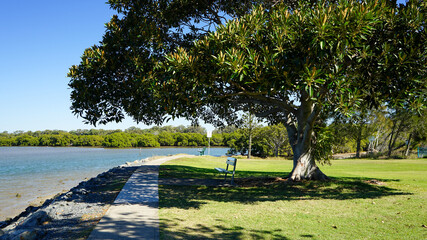 Pathway under a shady Moreton Bay Fig tree in a park beside the sea. Victoria Point, Queensland,...