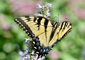An Eastern Tiger Swallowtail (Papilio glaucus) feeds on the nectar of a flower with wings open on a backdrop of blurred garden colors.  Copy space. Closeup.