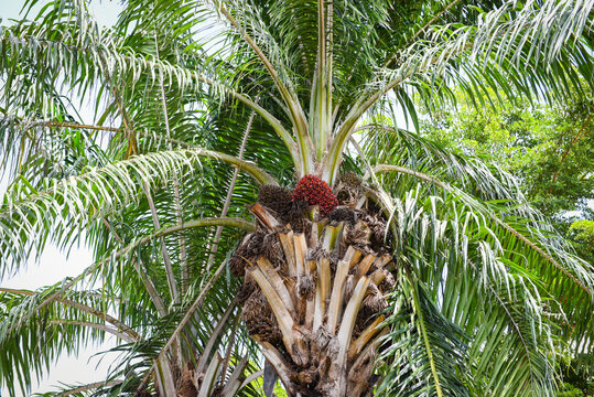 Palm fruit oil on the palm tree in the garden agriculture asia /
