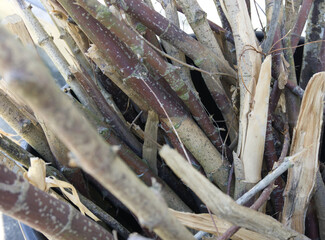 sticks in depth of focus shot cut and stuffed in barrel