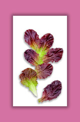 Creative layout of maroon lettuce leaves with a note card.