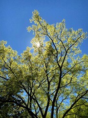 Spring Sun in the Trees