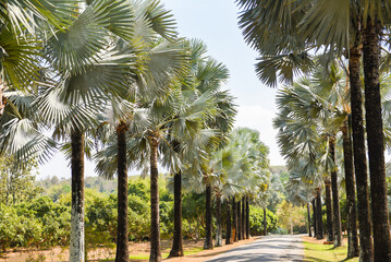Road and palm decorate garden and green leaf - Walkway with palm tree in the tropical summer