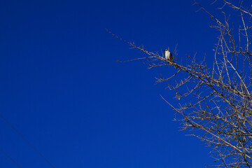 Lonely bird on top of a tree with a clear blue sky behind