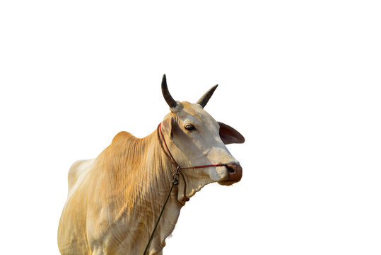 A Cow Face A Close Up Photo Of A White Isolated On White Background