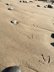 Fototapeta na wymiar Bird tracks in sand on coastline