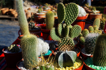collection of different cactus in a farmer market. Merlo, San Luis, Argentina