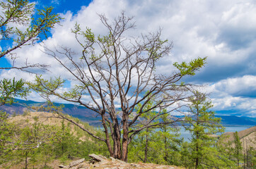 Scenic view of trees and coastline of Lake Baikal