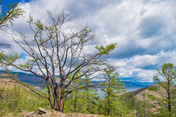 tree on a deserted hill of the coast of Lake Baikal