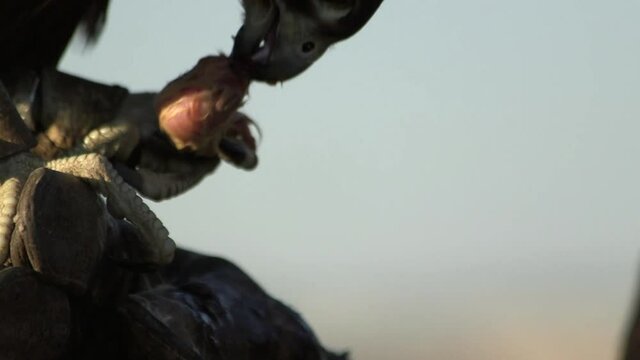 Large black hawk eating piece of chicken, getting snack during falconry training