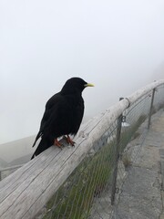 crow on the pier