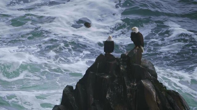 Two Bald Eagle birds pair couple perched on rock cliff with huge powerful water pacific ocean waves in background black bird flying by pacific northwest oregon coast medium shot slow motion