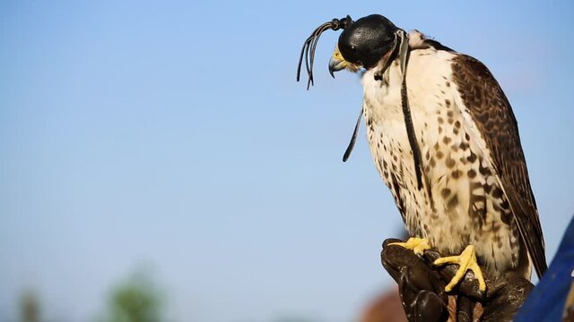 Leather hood covers head of Saker Falcon blinding it during manning process