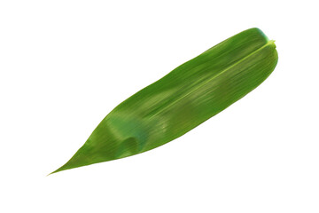 Bamboo leaves single isolated on white background clipping paths