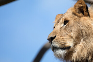 Lion on the lookout with copy space.