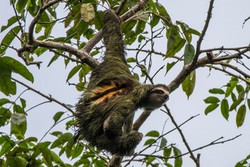 three toed sloth in tree