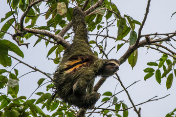 Obraz premium three toed sloth in tree
